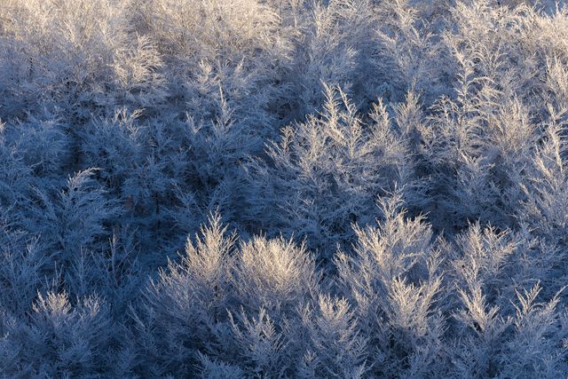 Forêt de givre